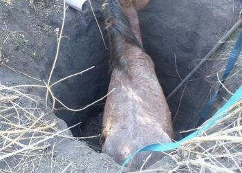 Bomberos voluntarios de Potrero de los Funes rescataron a un caballo que había caído en un pozo