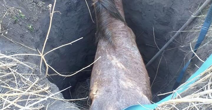 Bomberos voluntarios de Potrero de los Funes rescataron a un caballo que había caído en un pozo