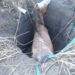 Bomberos voluntarios de Potrero de los Funes rescataron a un caballo que había caído en un pozo
