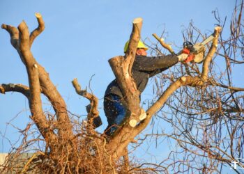 𝐓𝐞𝐦𝐩𝐨𝐫𝐚𝐝𝐚 𝐝𝐞 𝐏𝐨𝐝𝐚 𝐂𝐨𝐫𝐫𝐞𝐜𝐭𝐢𝐯𝐚 𝐲 𝐅𝐨𝐫𝐦𝐚𝐭𝐢𝐯𝐚