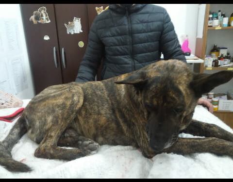 Lo atropellaron. La acción solidaria de un vecino lo salvó. Ahora buscan a su familia