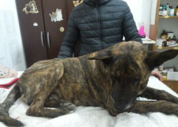 Lo atropellaron. La acción solidaria de un vecino lo salvó. Ahora buscan a su familia