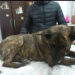 Lo atropellaron. La acci贸n solidaria de un vecino lo salv贸. Ahora buscan a su familia