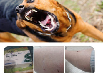 Vecina preocupada por perros sueltos.