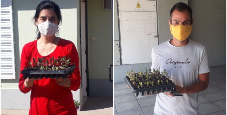 Esta semana entregarán bandejas hortícolas de “Sol Puntano” a clientes de Juana Koslay y La Punta