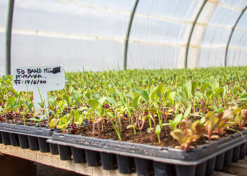 Comenzaron las entregas de las bandejas hortícolas de Sol Puntano en Juana koslay