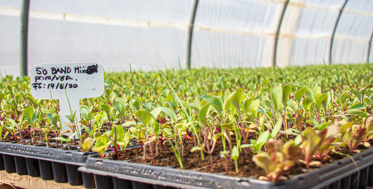 Comenzaron las entregas de las bandejas hortícolas de Sol Puntano en Juana koslay