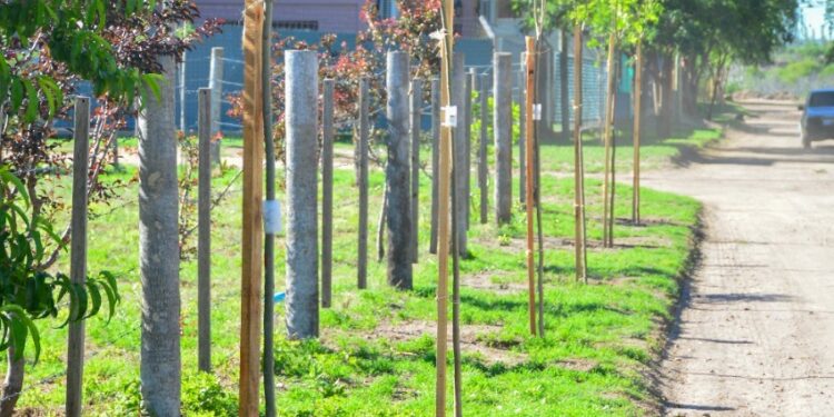 Cuidemos los árboles