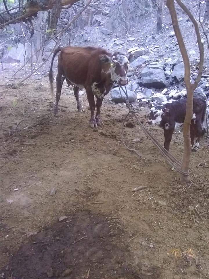 UN RESCATE MUY PECULIAR.