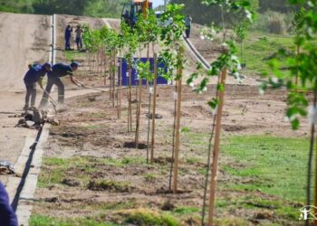 Continúa el plan de forestación que lleva a cabo el municipio de Juana Koslay.