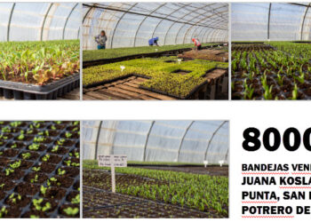 Sol Puntano vendió más de 8.000 bandejas hortícolas en San Luis, El Volcán, Juana Koslay, La Punta y Potrero de los Funes
