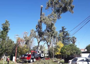 La municipalidad realiza poda correctiva de añosos eucaliptus que pueden implicar un peligro