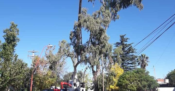 La municipalidad realiza poda correctiva de añosos eucaliptus que pueden implicar un peligro