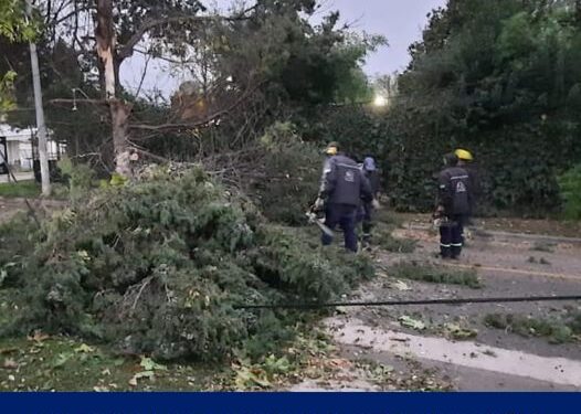CAIDA DE RAMAS POR LOS INTENSOS VIENTOS