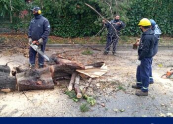 El municipio continúa con las tareas de limpieza de ramas caídas por el fuerte viento