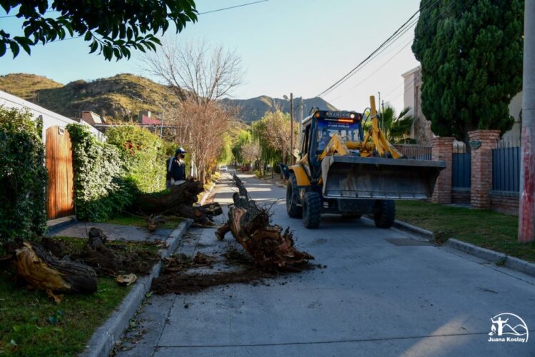 Más de 70 árboles añosos y secos fueron quitados por seguridad