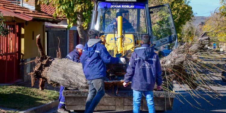 Más de 70 árboles añosos y secos fueron quitados por seguridad