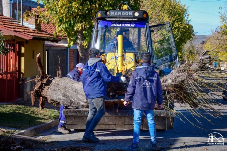 Más de 70 árboles añosos y secos fueron quitados por seguridad