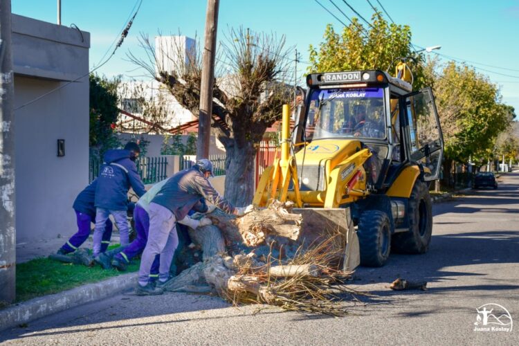 Más de 70 árboles añosos y secos fueron quitados por seguridad