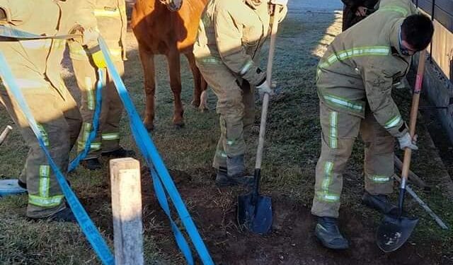 BOMBEROS DE POTRERO DE LOS FUNES RESCATARON UN POTRILLO QUE CAYÓ EN UN POZO