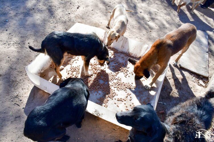 Reacondicionan la canera de Juana Koslay