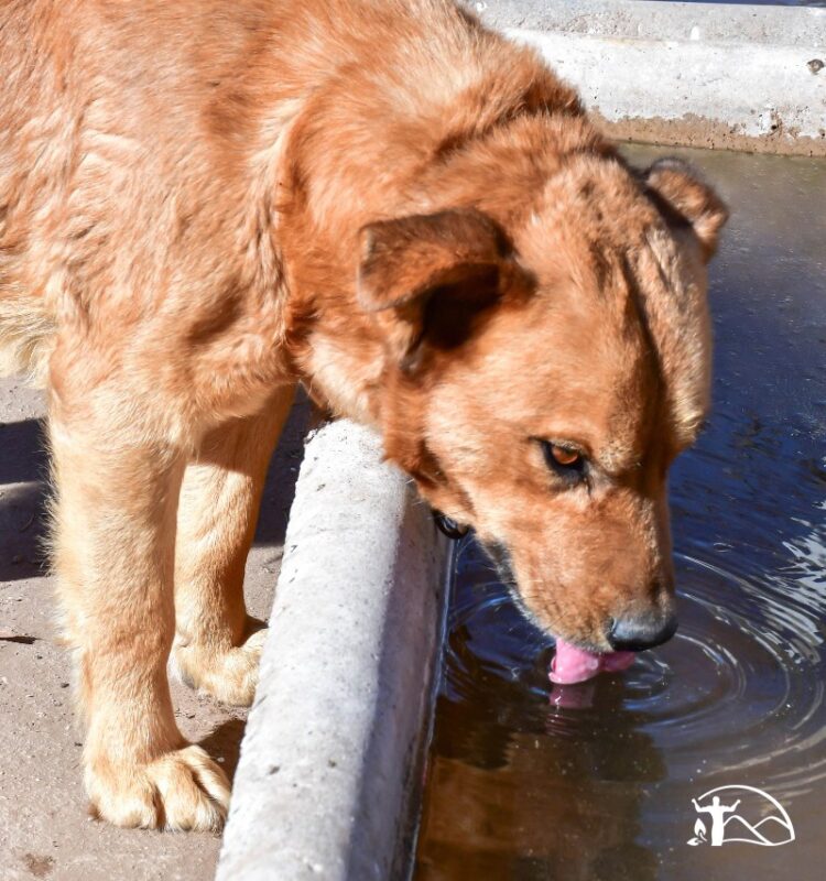 Reacondicionan la canera de Juana Koslay