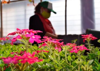 El Gobierno de San Luis puso en funcionamiento el Vivero de Flores en Cruz de Piedra