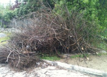 Este mes finaliza la temporada de poda correctiva