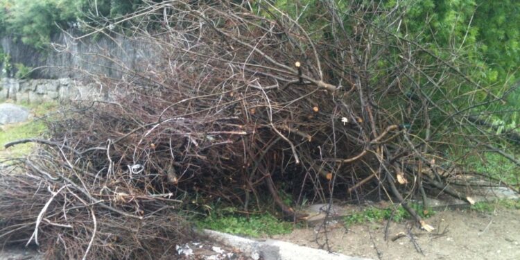 Este mes finaliza la temporada de poda correctiva