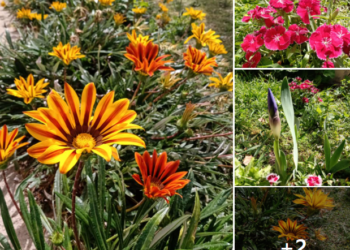 Bienvenida PRIMAVERA!!