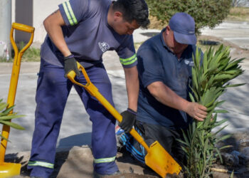 El plan de forestación llegó al barrio Los Eucaliptus