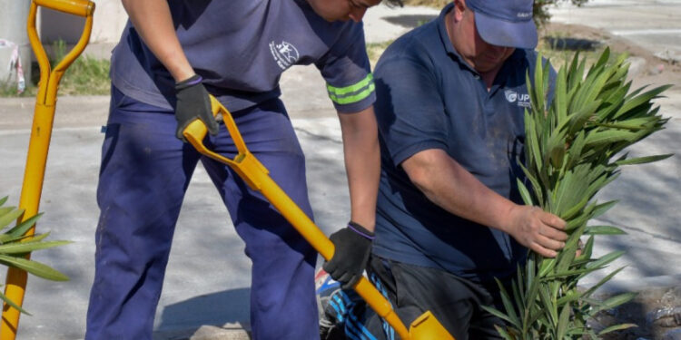 El plan de forestación llegó al barrio Los Eucaliptus