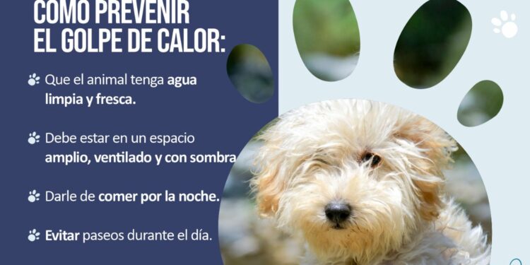 Recomendaciones de la Municipalidad de Juana Koslay en el cuidado de mascotas ante el golpe de calor