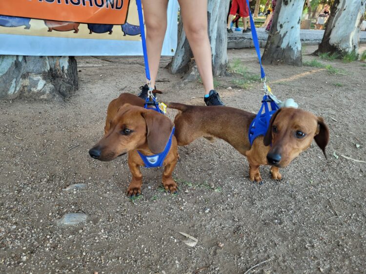 Los une el amor por los perros, pero no cualquier perro.