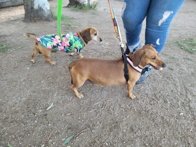 Los une el amor por los perros, pero no cualquier perro.