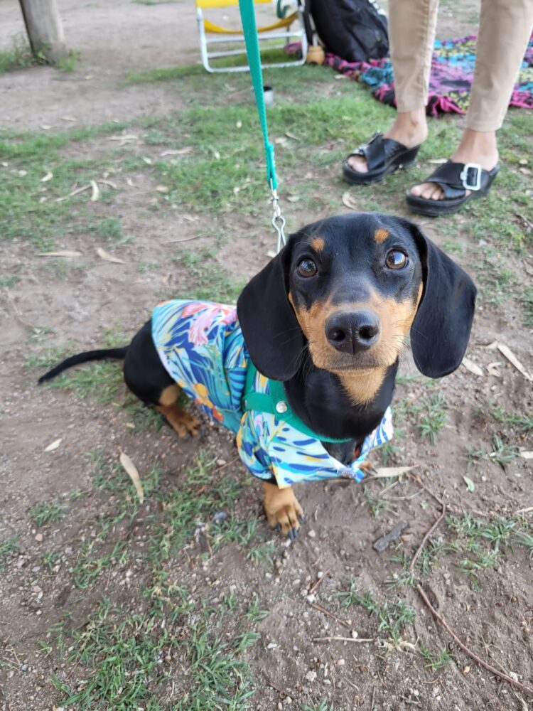 Los une el amor por los perros, pero no cualquier perro.