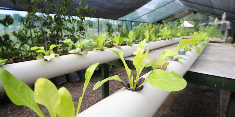 Inauguraron la Granja Integral Agroecológica en Cruz de Piedra