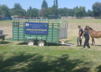 El Volcán: secuestran dos caballos que merodeaban en la vía pública