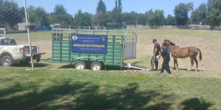 El Volcán: secuestran dos caballos que merodeaban en la vía pública
