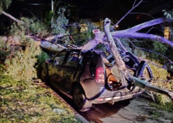 Con la tormenta y el fuerte viento cayó un árbol sobre varios vehículos