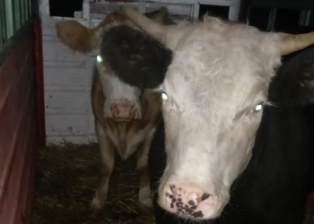 Incautaron tres vacas en inmediaciones de la Planta Recicladora de Donovan