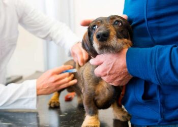 Continúa la vacunación antirrábica de mascotas