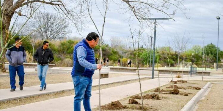 Plan de forestación en Juana Koslay