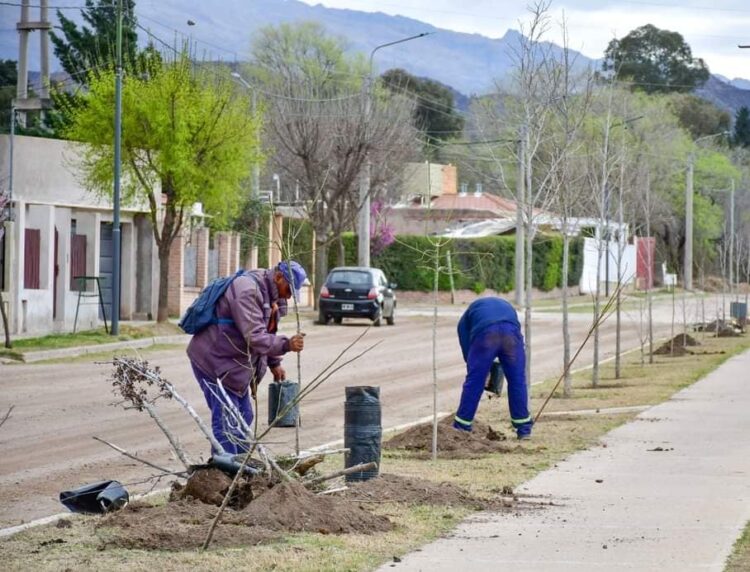Plan de forestación en Juana Koslay