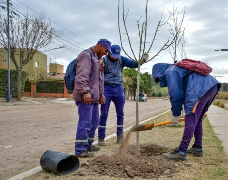 Plan de forestación en Juana Koslay