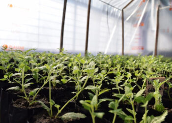 Viveros provinciales: otra opción para recorrer y aprender sobre nuestra flora nativa