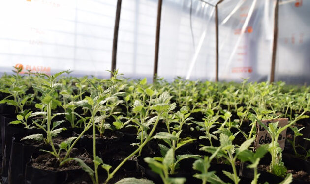 Viveros provinciales: otra opción para recorrer y aprender sobre nuestra flora nativa