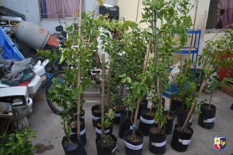 La Policía recuperó distintos elementos que habían sido robados de un vivero de Juana Koslay