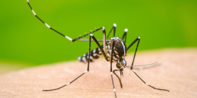Fallece una mujer de 33 años por dengue