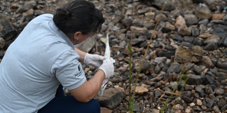 Se conocieron las causas de la mortandad de pejerreyes en el dique Potrero de los Funes
